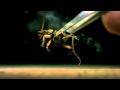 ミイデラゴミムシ、ガス発射　Bombarding beetle splay the gas