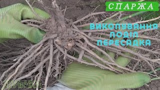 Спаржа (Asparagus)|Осіння пересадка|Поділ