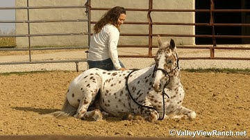 Boon***For info, price, etc., go to our website: ValleyViewRanch.net***