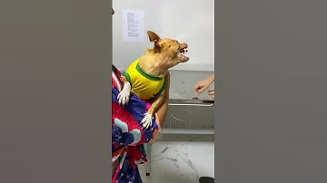 Dog vs vet #funny #fpyツ #dog #pets #animals