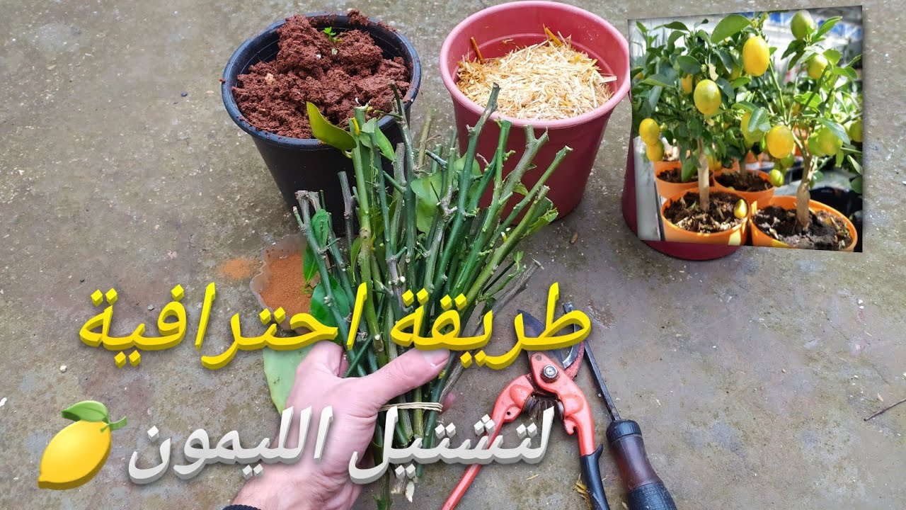 زراعة عقل الليمون في المنزل