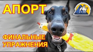 видео: Апорт - завершающие упражнения! ШАГ 6-7-8! Наши уроки+ игрушка Bionic Opaque Stick - залог успеха!!! картинка: Апорт - завершающие упражнения! ШАГ 6-7-8! Наши уроки+ игрушка Bionic Opaque Stick - залог успеха!!!