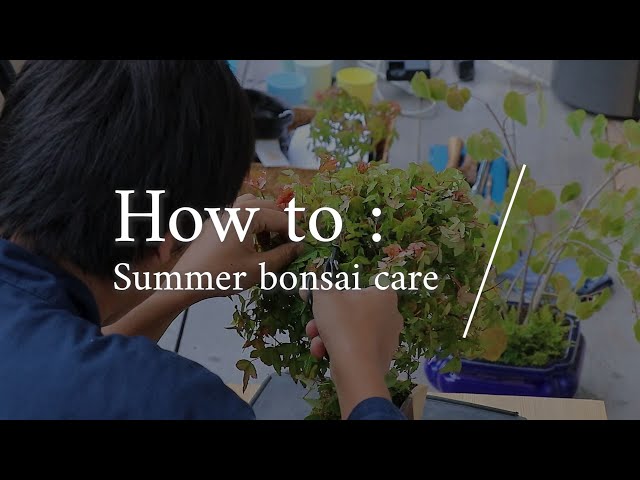 How to choose a Bonsai Pot II Wazakura Japan blog