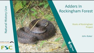 Adders in Rockingham Forest