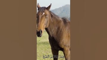 سورة الأنفال و،.كا.نك تسمعها لأ..و.ل مر.ة💮💕..🌻🌹💟؛💘💐بصوت الشيخ حمزة مد؛بو.ح 🌷💔؛،🏵️💝؛.💘💕،.💝
