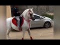 Beautiful Arabic Horse #horse #arabianhorse  #horselover #ghoda #arabhorses