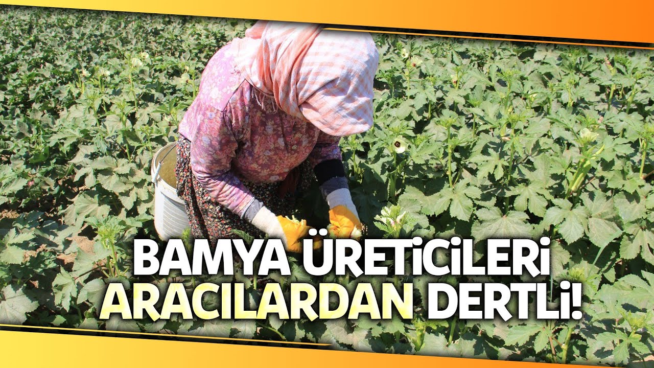 Aydınlı Bamya Üreticileri 'Bamya Kooperatifi' Kurulmasını İstiyor