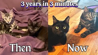 GOTCHA DAY 3 YEARS AGO TODAY #gotcha by Ziggy And Zelda 449 views 9 months ago 3 minutes, 1 second