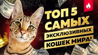 ТОП 5 САМЫХ ДОРОГИХ И ЭКСКЛЮЗИВНЫХ КОШЕК МИРА | 5 MOST EXCLUSIVE CATS OF THE WORLD