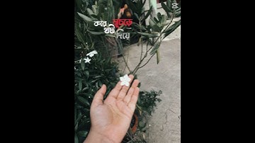 Thumbnail of #love #lifeisbutadream #song #cute #flowers