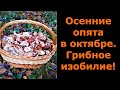 Осенние опята в октябре. Грибное изобилие!