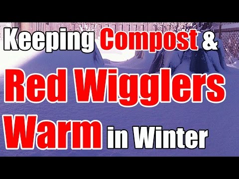 Vidéo: Les wigglers rouges meurent-ils en hiver ?