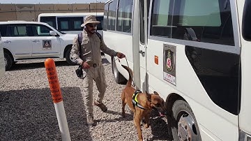 Explosives Detecting Dog Vehicles and open area search