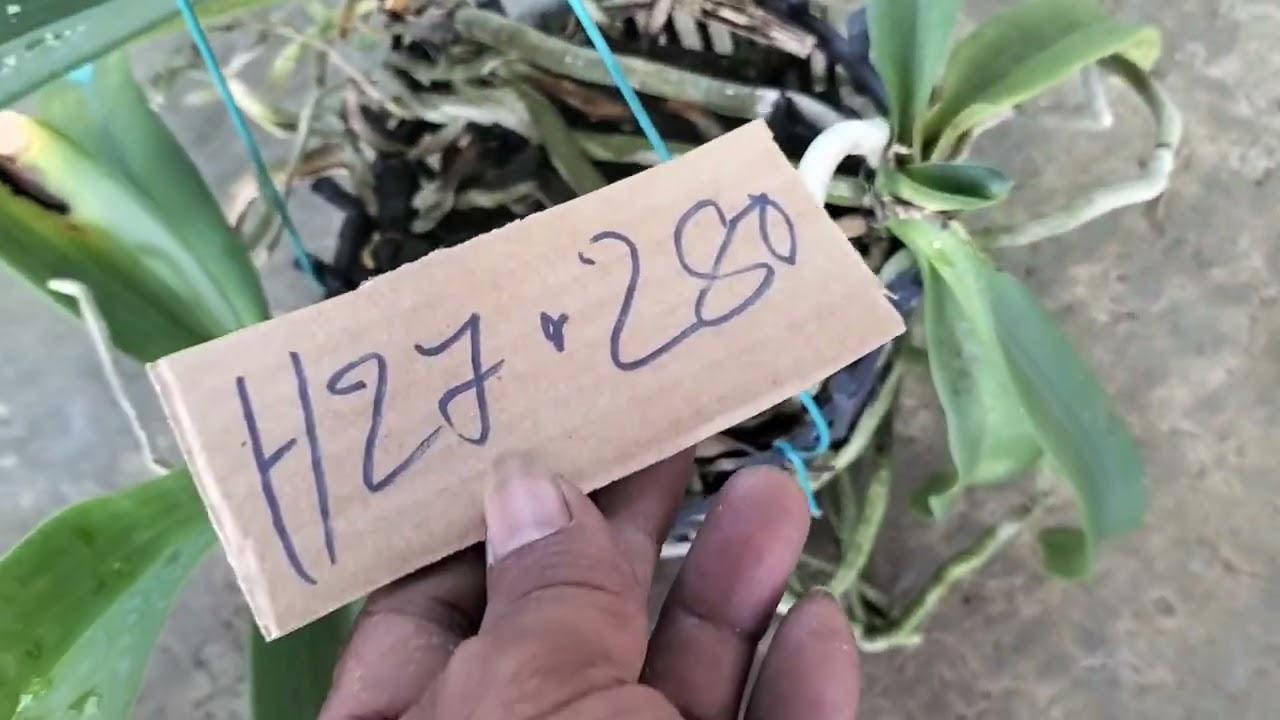 0333350650 lan rừng ngày 28 tháng 1 năm 2026 bao ship