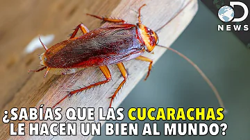 ¿Por qué las cucarachas corren tan rápido?