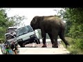 A wild elephant that disturbs the vehicles