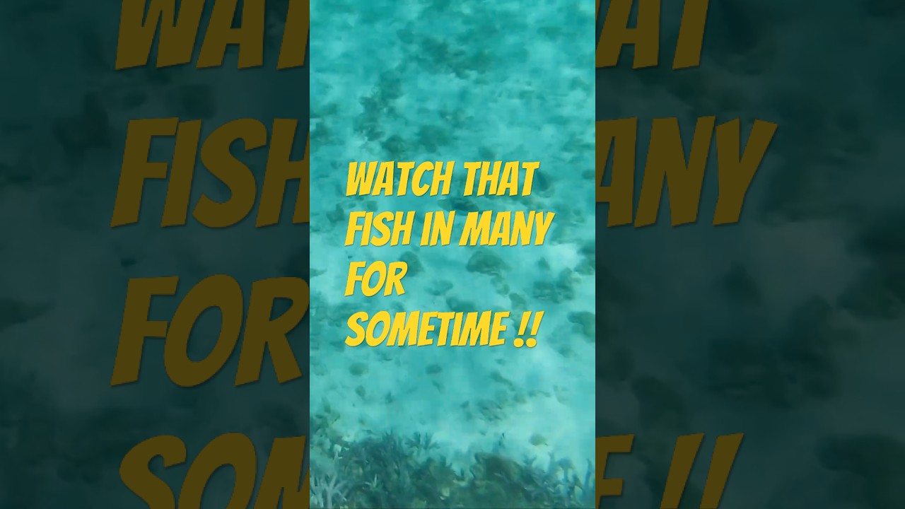 Watch that fish in many for sometime !!