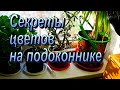 Цветы и черенки  на подоконнике - очень полезная хитрость!!!