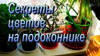 Цветы и черенки  на подоконнике - очень полезная хитрость!!!