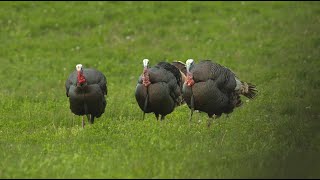 Turkey Hunting Action- Bring A New Hunter Into the Field