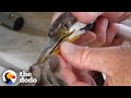 Rescued Darter Returns Home to Find Rival There Waiting | The Dodo