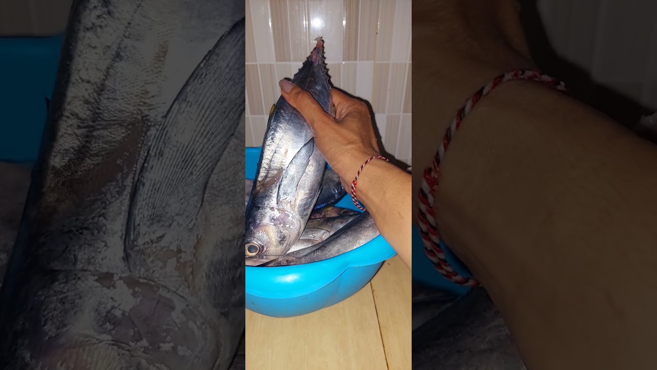 желтый полосатый тунец 