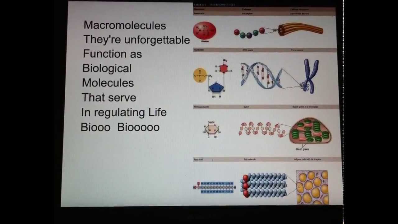 ap biology frq macromolecules