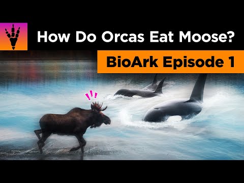 How Orcas Are a Natural Predator of Moose