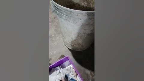 Chăm sóc chuột cống nhum con