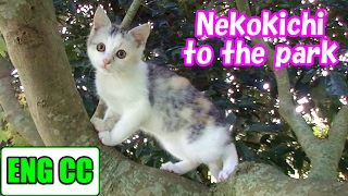 Playing with Nekokichi of kitten in a park.【Eng CC】