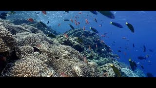 The Value of Nature: Deloitte values The Great Barrier Reef