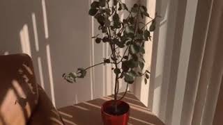 Somebody to love - Andy Delos Santos