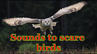 Sounds to scare birds  Owl sounds  3 hours