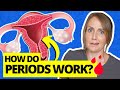 Everything You Don't Know About the Menstrual Cycle