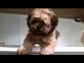 Lhasa Apso doesn't want to take a bath