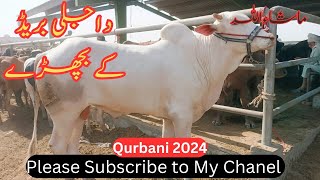 Multan Cattle Mandi New Update (Brahman'Dasii'Dajli''Sahiwali'Nukraa'Breed❤❤❤