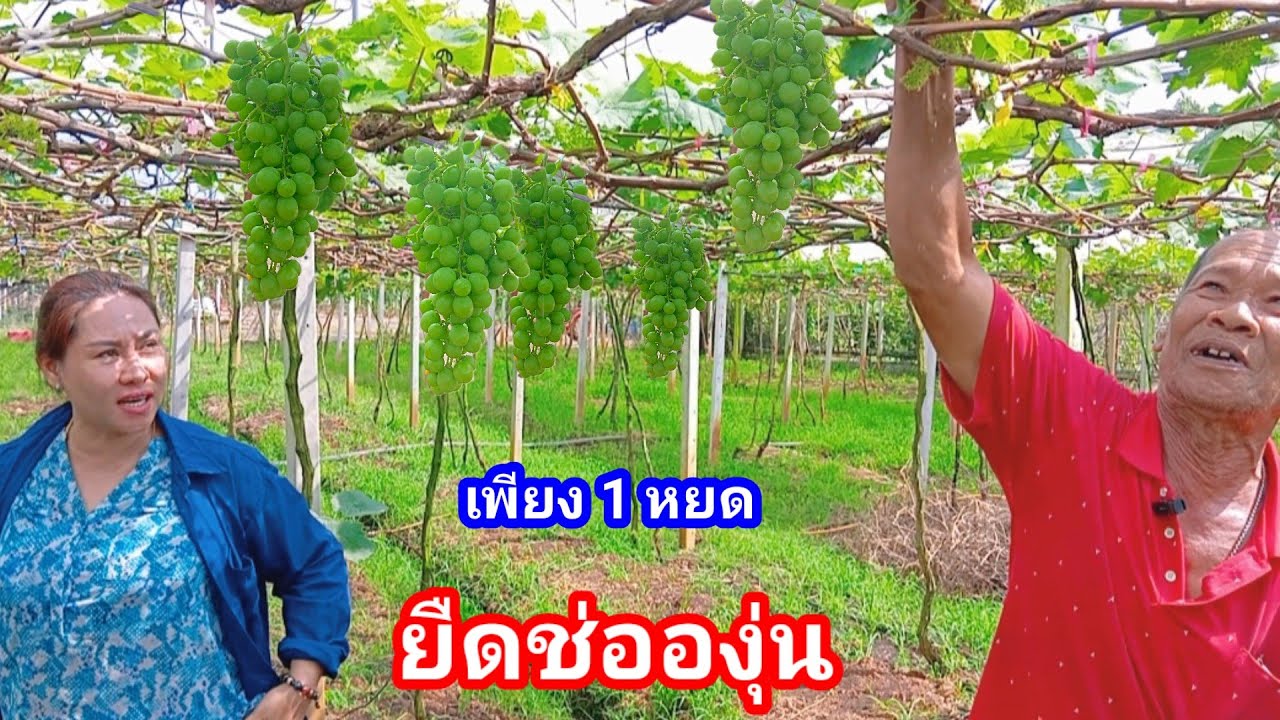 สูตรยืดช่อองุ่น ทีเด็ดของไร่เจริญทรัพย์วังน้ำเขียว ทุกสายพันธุ์ใช้สูตรนี้ ได้ผลดีจึงบอกต่อ