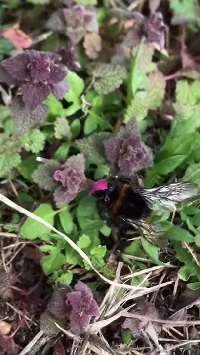 Земна пчела, Бамбус, илииии онова дебеличкото и пухкаво Bumble Bee ...