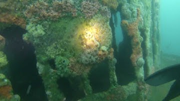 Diving the Ruby E off San Diego 3-17-13