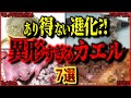 【閲覧注意】あり得ない進化?! 異様すぎる姿のカエル 7選【ゆっくり解説/作業用BGM/睡眠用/9割が知らない】