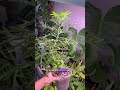 Каланхоэ оленьи рожки