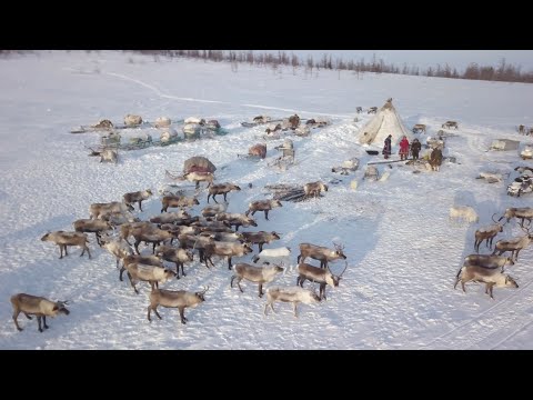 The Nomadic Nenets Of Russia