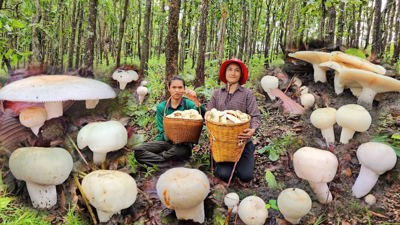 เก็บโพดๆเก็บโพๆ!!หมานๆงัดเป็นงัดๆหมู่ใหญ่ๆๆ!!จ๊วดๆ29ส.ค67หมานๆครับ