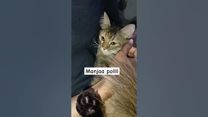 Watch the video about Manjaaaa polllll si olin.. #shorts #kucing #cat #catlover #cute #kucingku #funny #cats #kitten