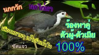 เสียงต่อนกกวัก ต่อนกไก่นา เข้าเร็ว เสียงหมานๆ 100% ตัวผู้   ตัวเมีย ได้ทั้งกลางคืน และ กลางววัน,