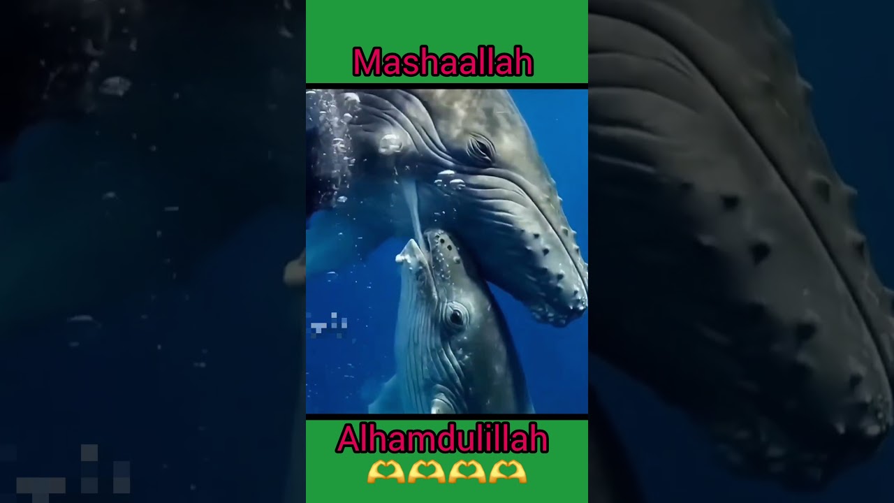 سُبْحَانَ اللّٰهِ! مَشَاءَ اللّٰهُ – The Mercy of Allah in the Ocean 🐋 | A Mother Whale 