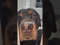 Ronnie the #rottweiler is in puppy prison today 😂 #dogs #dog #doglife #dogshorts #dogsofyoutube