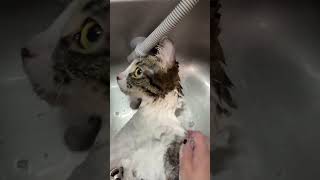 Yseras Not Afraid Of Bathtime