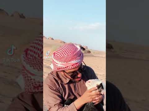 اغاني حالات كامل يوسف اني رومانسي يا بنيتي اعطيني بوسه اغاني كامل يوسف