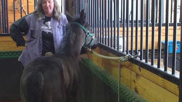 Teaching a weanling to tie using "The Clip" by smart tie